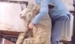 真羊视频在线观看,在线观看，感受真实羊群生活